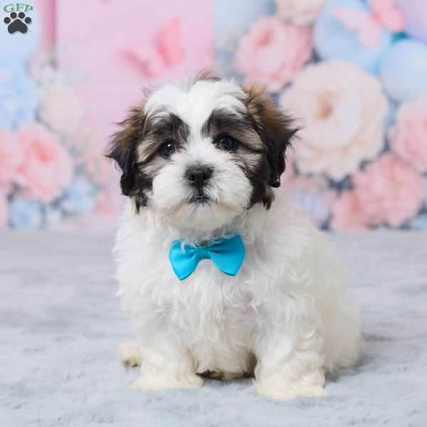 Mason, Teddy Bear Puppy